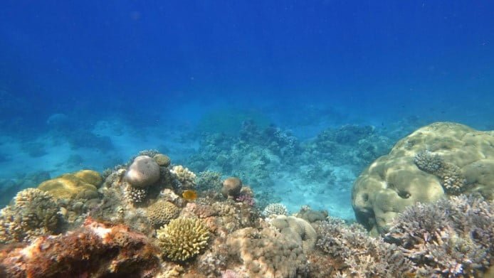 How To Protect The Oceans And Reefs With Csr In 2024